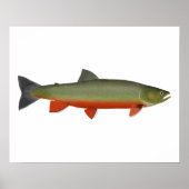 Dolly Varden Trout Poster (Voorkant)