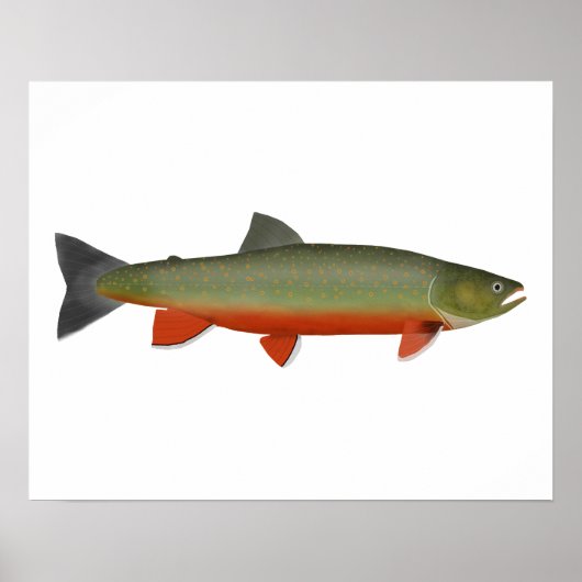 Dolly Varden Trout Poster (Voorkant)
