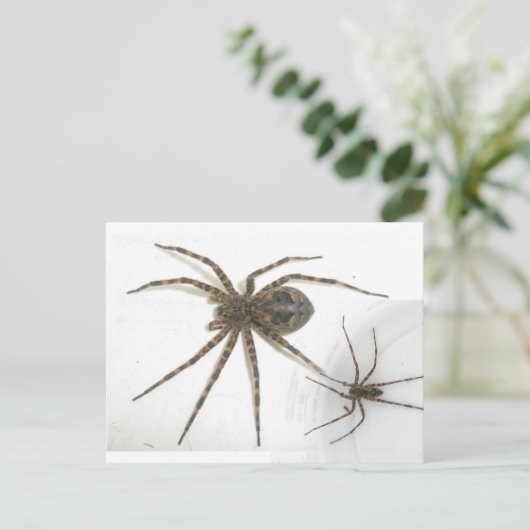 Dolomedes Mannelijke en Vrouw Spiers Briefkaart (Staand voorkant)