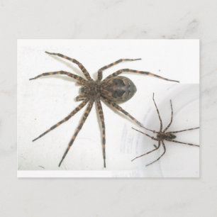 Dolomedes Mannelijke en Vrouw Spiers Briefkaart