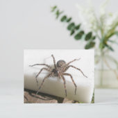 Dolomedes Vrouw Briefkaart (Staand voorkant)