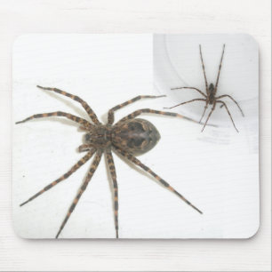 Dolomedes Vrouw en Mannelijke Mousepad Muismat