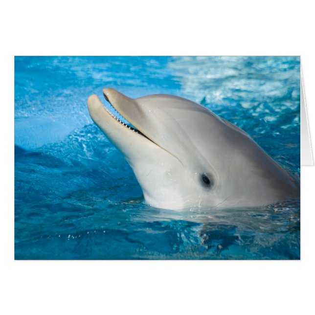 Dolphin (Voorkant Horizontaal)