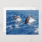 Dolphin Adventure Briefkaart (Voorkant / Achterkant)