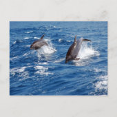Dolphin Adventure Briefkaart (Voorkant)