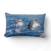 Dolphin Adventure