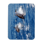 Dolphin Adventure Magneet (Verticaal)