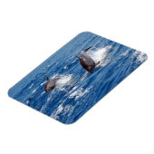 Dolphin Adventure Magneet (Linkerzijde)