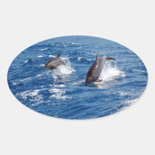 Dolphin Adventure Ovale Sticker