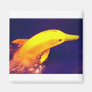 Dolphin Banana Magneet