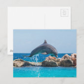 Dolphin Briefkaart (Voorkant / Achterkant)