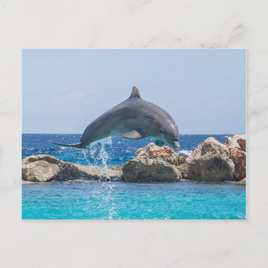 Dolphin Briefkaart (Voorkant)