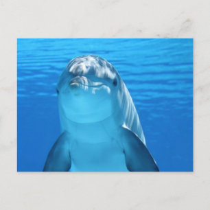 Dolphin Briefkaart