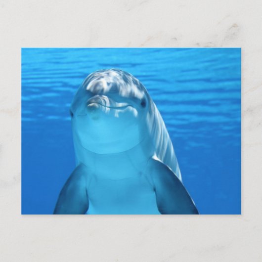 Dolphin Briefkaart (Voorkant)