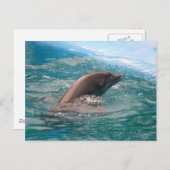 Dolphin Briefkaart (Voorkant / Achterkant)