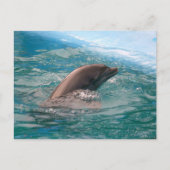 Dolphin Briefkaart (Voorkant)