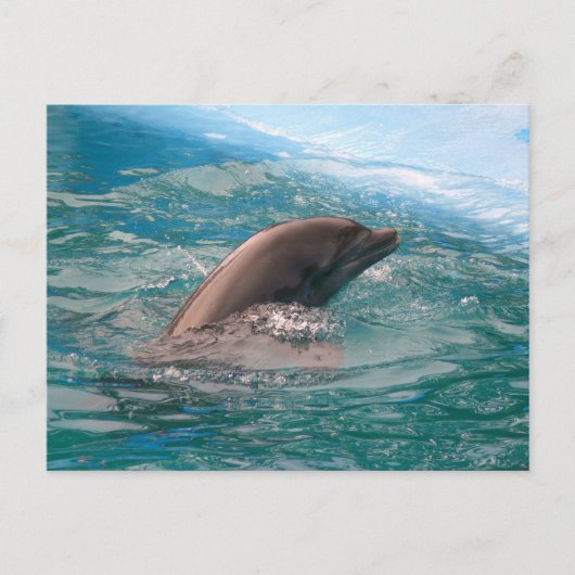 Dolphin Briefkaart (Voorkant)