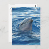Dolphin Briefkaart (Voorkant / Achterkant)