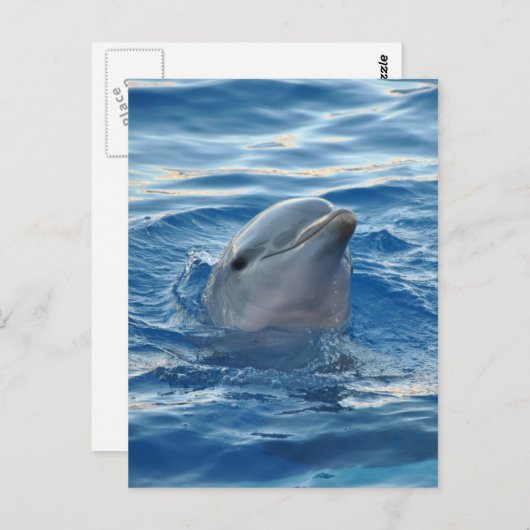 Dolphin Briefkaart (Voorkant / Achterkant)