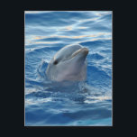 Dolphin Briefkaart<br><div class="desc">Foto van dolfijn met een helder blauw zee. partijproducten.</div>