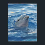 Dolphin Briefkaart<br><div class="desc">Foto van dolfijn met een helder blauw zee. partijproducten.</div>