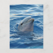 Dolphin Briefkaart (Voorkant)