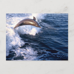 Dolphin Briefkaart