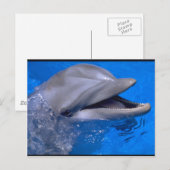 Dolphin Briefkaart (Voorkant / Achterkant)