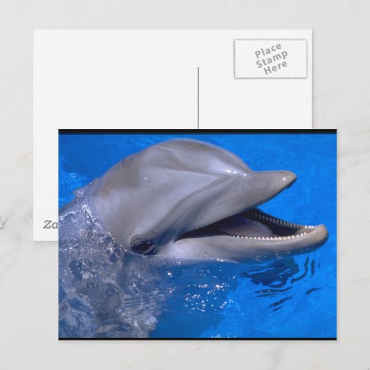 Dolphin Briefkaart (Voorkant / Achterkant)