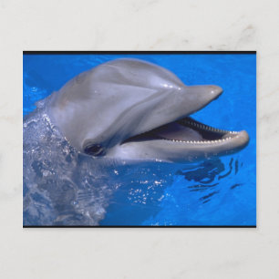 Dolphin Briefkaart