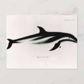 Dolphin Briefkaart (Voorkant)