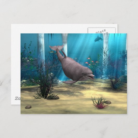 Dolphin Briefkaart (Voorkant / Achterkant)