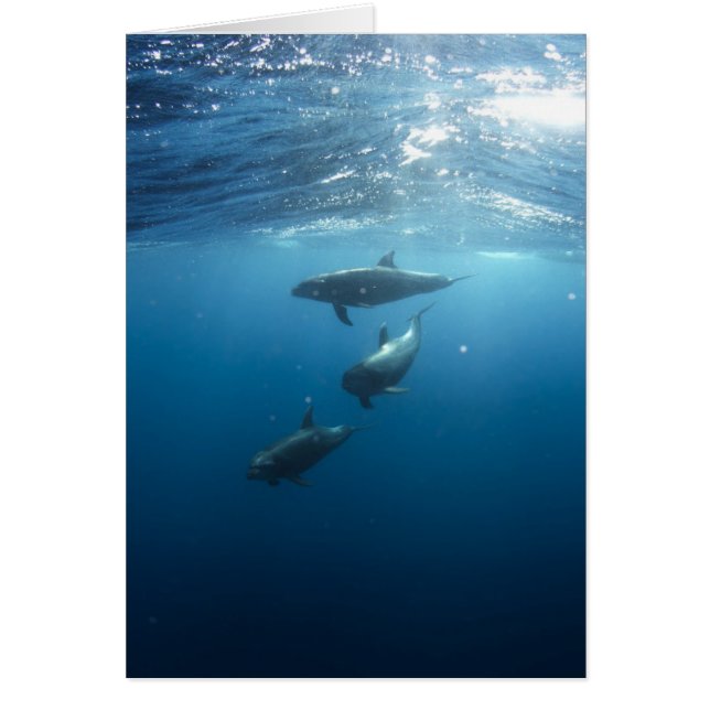Dolphin Family Underwater (Voorkant)