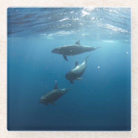 Dolphin Family Underwater Glazen Onderzetter (Voorkant)