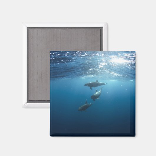 Dolphin Family Underwater Magneet (Voorkant / Achterkant)