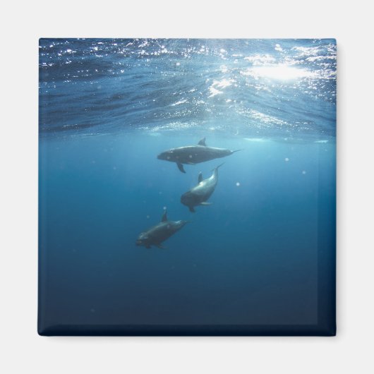 Dolphin Family Underwater Magneet (Voorkant)