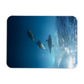 Dolphin Family Underwater Magneet (Horizontaal)