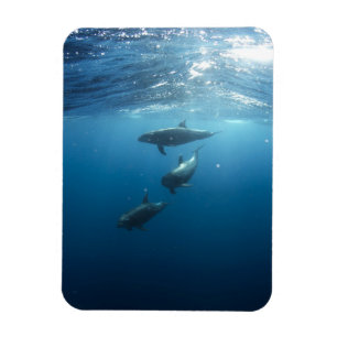 Dolphin Family Underwater Magneet