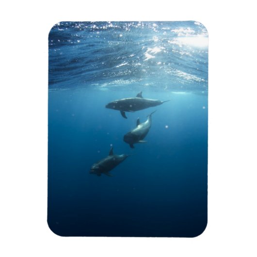 Dolphin Family Underwater Magneet (Verticaal)