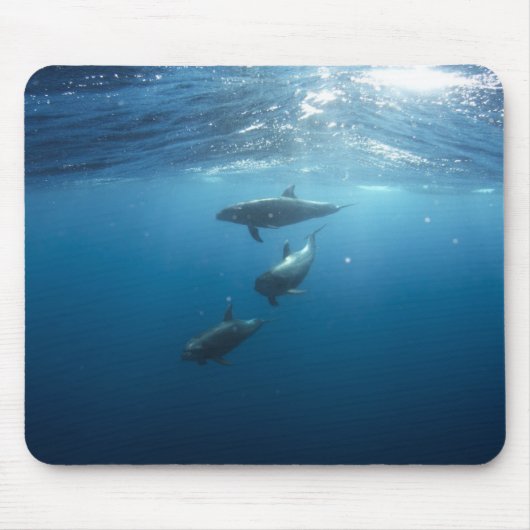 Dolphin Family Underwater Muismat (Voorkant)