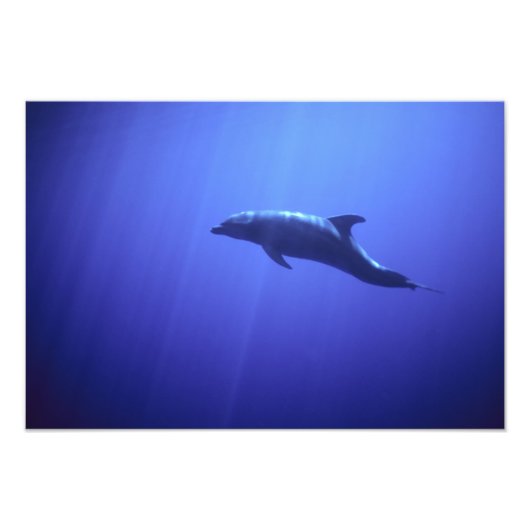 Dolphin Foto Afdruk (Voorkant)