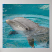 Dolphin Friend Poster (Voorkant)