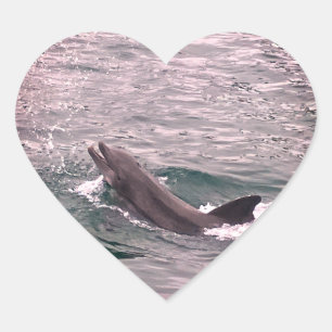 DOLPHIN HART STICKER
