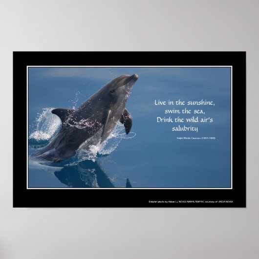 Dolphin inspirational poster (Voorkant)