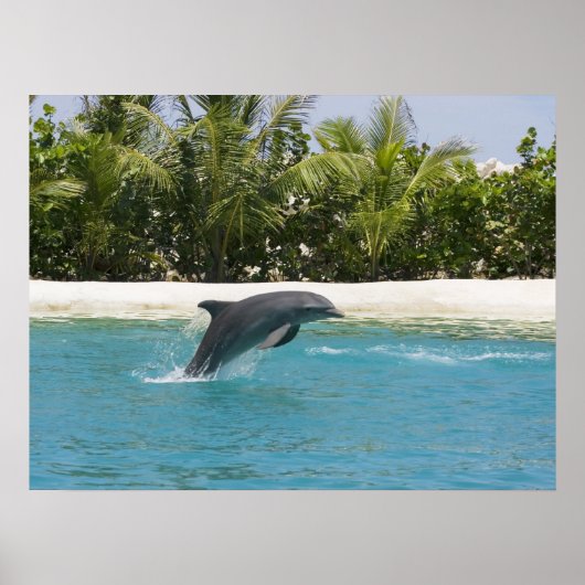 Dolphin Jumping Tropical Beach Poster (Voorkant)