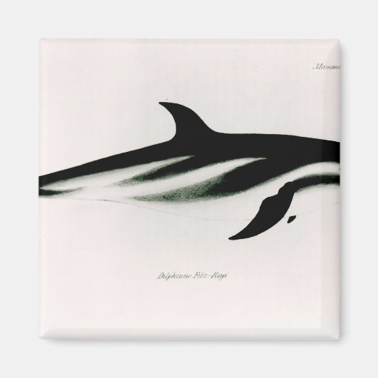 Dolphin Magneet (Voorkant)