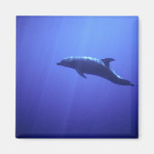 Dolphin Magneet (Voorkant)