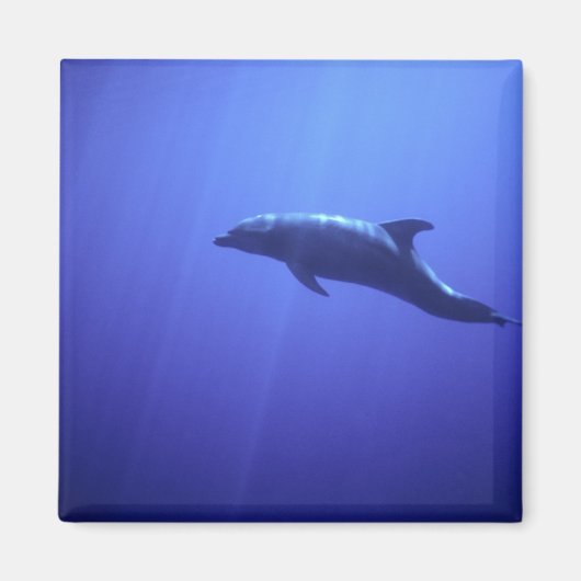 Dolphin Magneet (Voorkant)