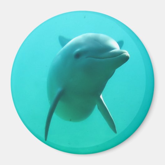 Dolphin Magneet (Voorkant)