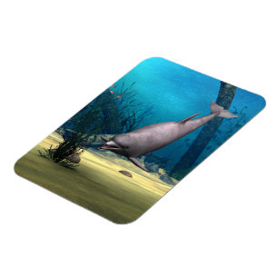 Dolphin Magneet